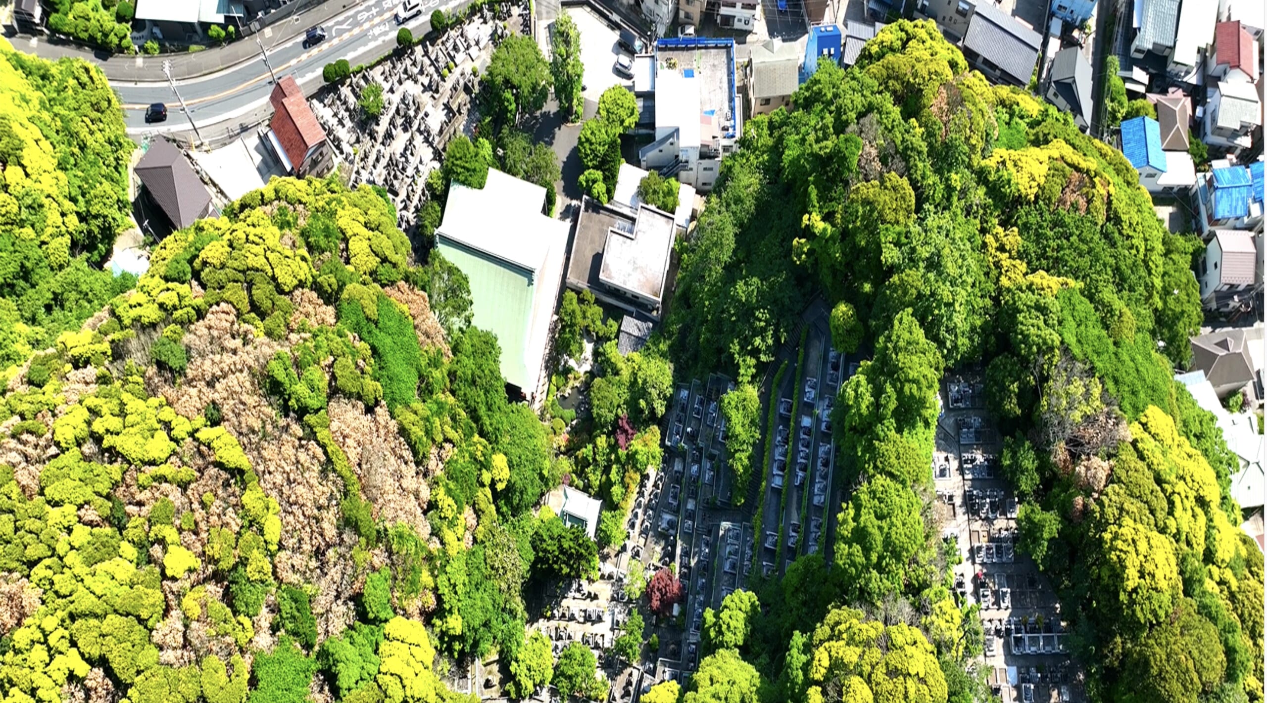 2022年8月10日　「ナラ枯れ被害」