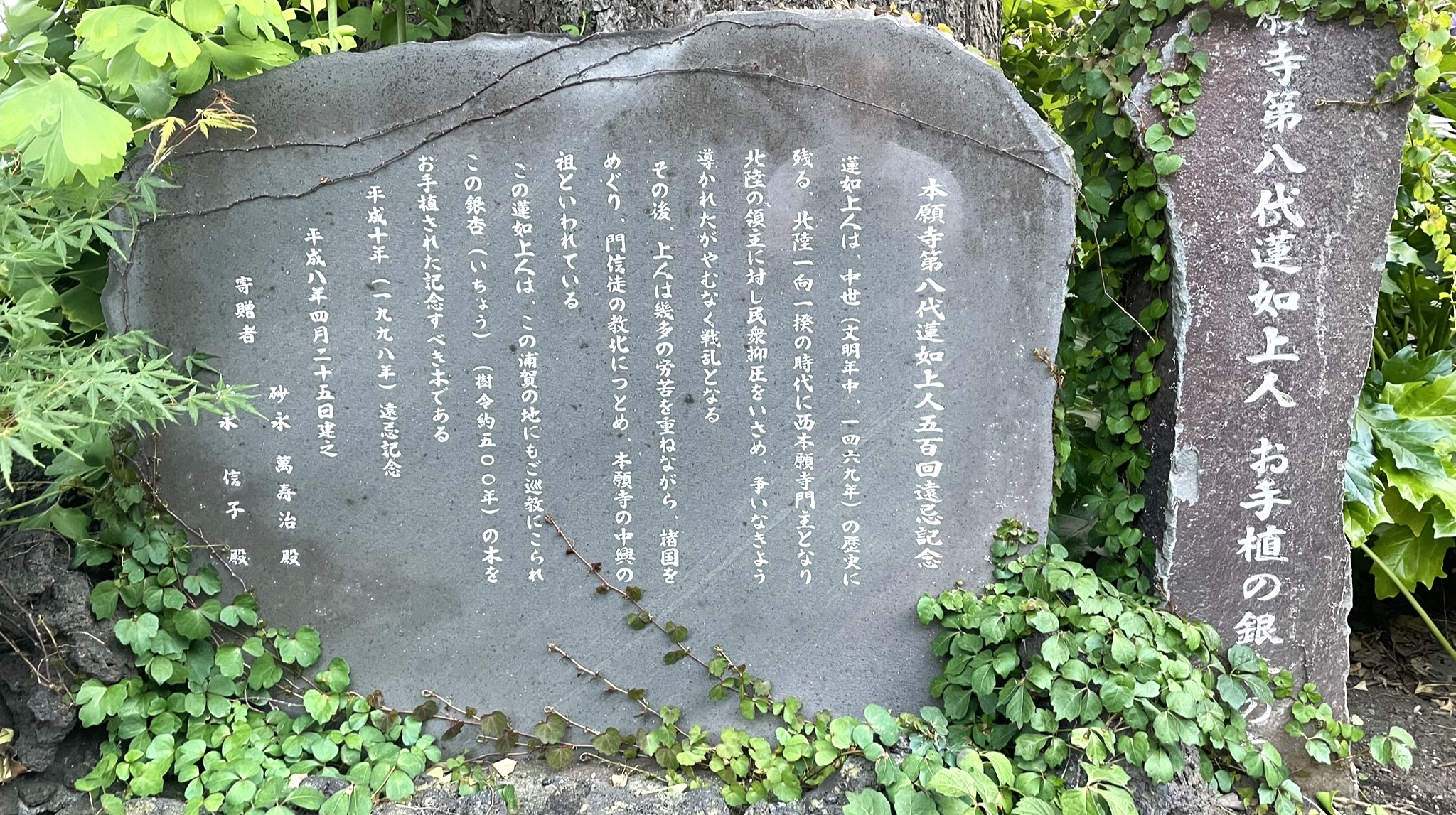 大銀杏1