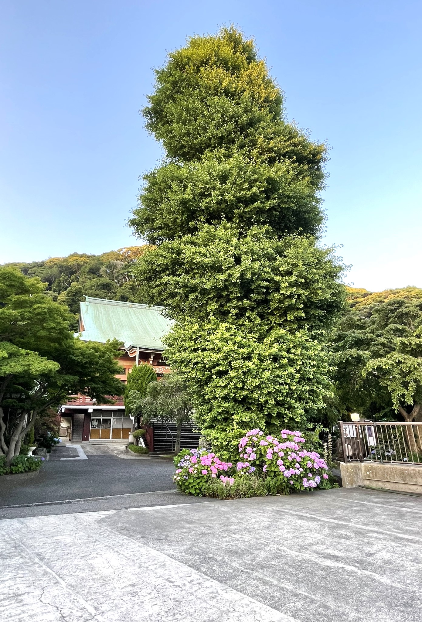 大銀杏2
