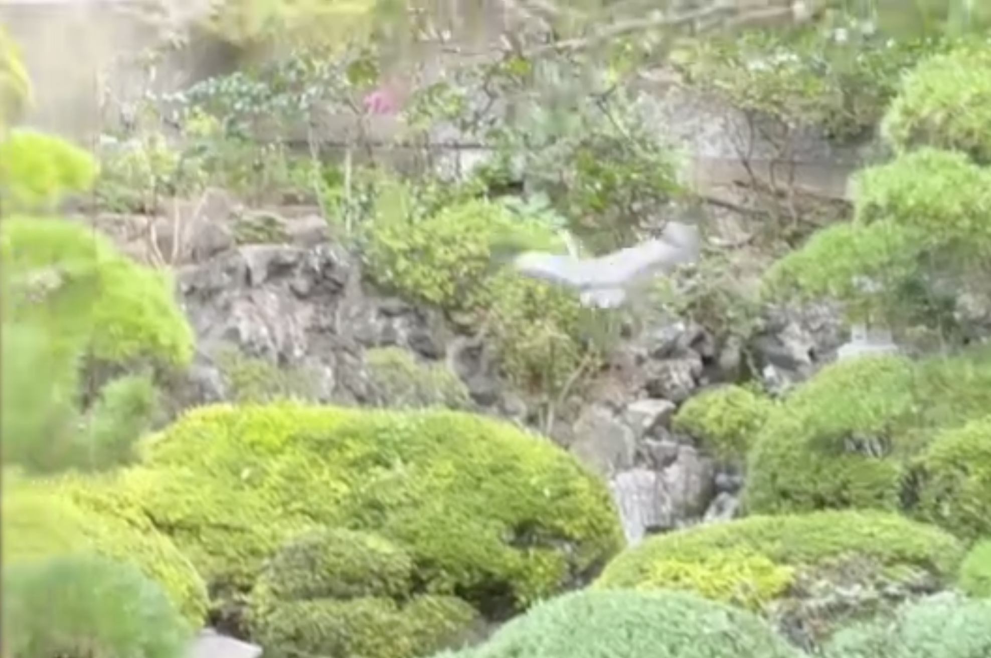 2026年4月2日　「シラサギ」